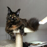 Barista - Maine Coon