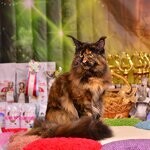 Barista - Maine Coon