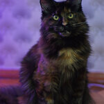 Barista - Maine Coon