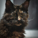 Barista - Maine Coon