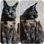 Barista - Maine Coon