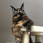 Barista - Maine Coon