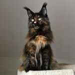 Barista - Maine Coon