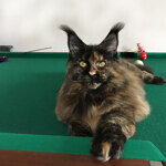 Barista - Maine Coon