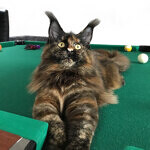 Barista - Maine Coon