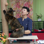 Barista - Maine Coon