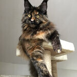 Barista - Maine Coon