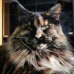 Barista - Maine Coon