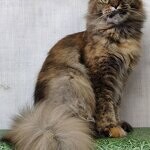 Bella - Maine Coon