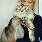 Cassandra - Maine Coon