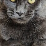 Chelsy - Maine Coon