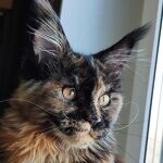 Elisa - Maine Coon