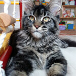 Harmony - Maine Coon