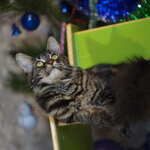 Harmony - Maine Coon