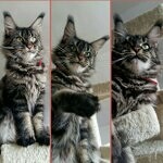 Harmony - Maine Coon