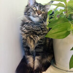 Harmony - Maine Coon