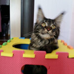 Harmony - Maine Coon