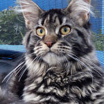 Harmony - Maine Coon