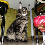 Harmony - Maine Coon