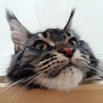 Harmony - Maine Coon