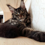 Harmony - Maine Coon