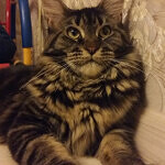 Harmony - Maine Coon