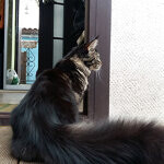 Harmony - Maine Coon