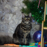 Harmony - Maine Coon