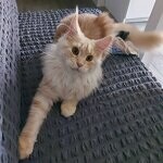 Lenka - Maine Coon