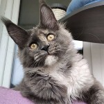 Malta - Maine Coon