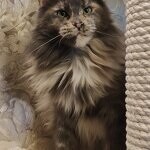 Treasure - Maine Coon