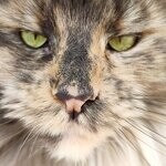 Treasure - Maine Coon