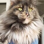 Treasure - Maine Coon