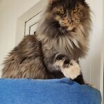 Treasure - Maine Coon
