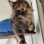 Treasure - Maine Coon