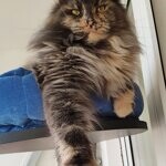 Treasure - Maine Coon