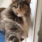 Treasure - Maine Coon
