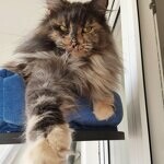 Treasure - Maine Coon