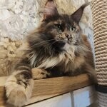 Treasure - Maine Coon
