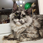 Vanga - Maine Coon