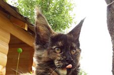 Ariel - Maine Coon