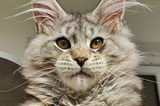 Altay - Maine Coon