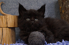 BTamTamovich - Maine Coon