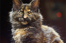 Barista - Maine Coon