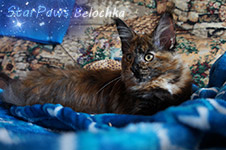 Belochka - Maine Coon
