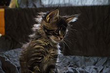 Buslik - Maine Coon