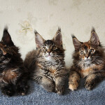 Maine Coon
