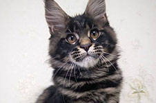 Churchill - Maine Coon