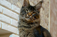 Cosmos - Maine Coon