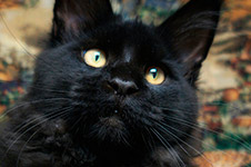 Cousteau - Maine Coon